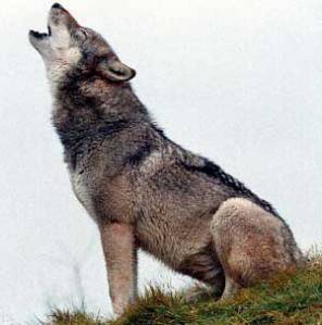 wolf_howl